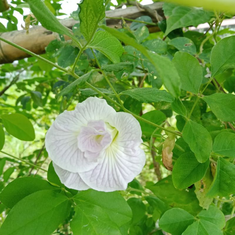 20pcs Double Petal Lavender Ternatea seeds Butterfly Pea Clitora ...
