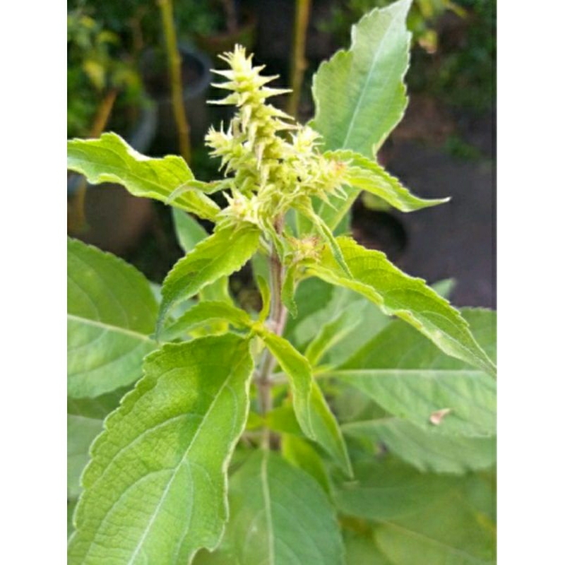 African Tree Basil Seeds SEEDS ONLY Shopee Philippines