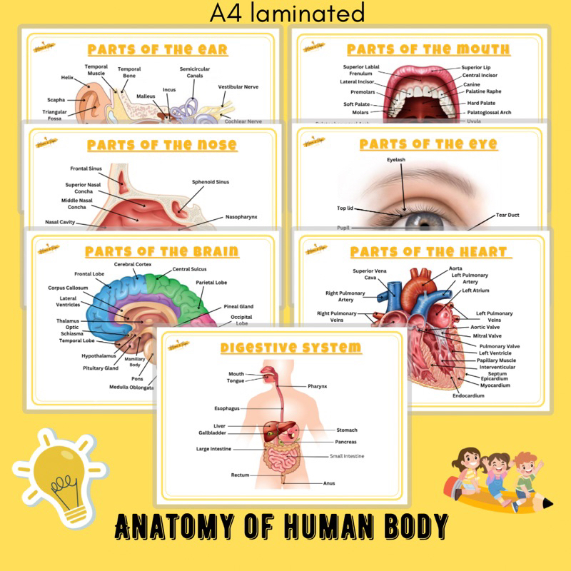 Anatomy of Human Body Charts a4 Laminated | Shopee Philippines