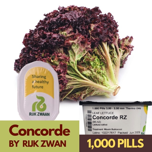 Concorde Rz Continental Red Lettuce Seeds By Rijk Zwaan Budget Sizes Shopee Philippines 3723