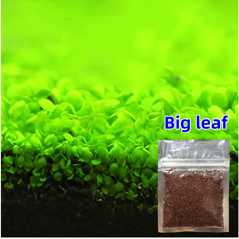 10g Aquarium Plant Seed Aquarium Water Grass Carpet Plant Aquatic