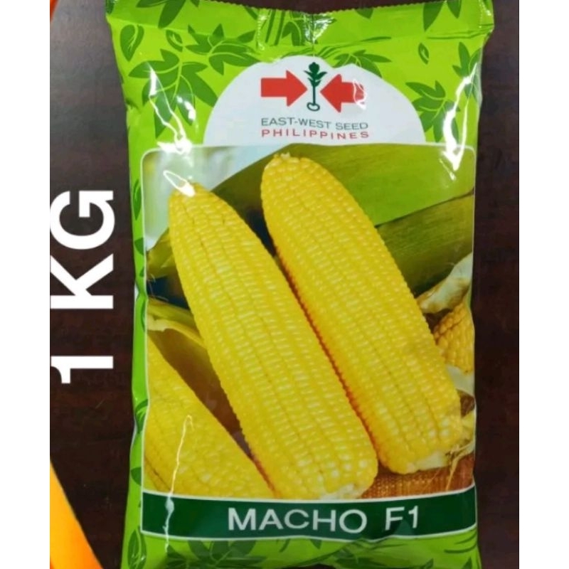 MACHO F1 HYBRID SWEET CORN SEEDS 1 KILO (EAST WEST SEEDS) Shopee