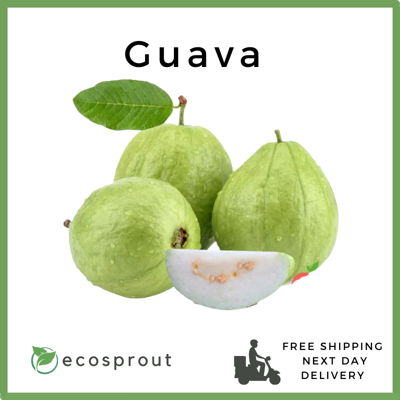 Fresh Guava | Piece | Fresh Fruits | Fresh Vegetables | Groceries ...