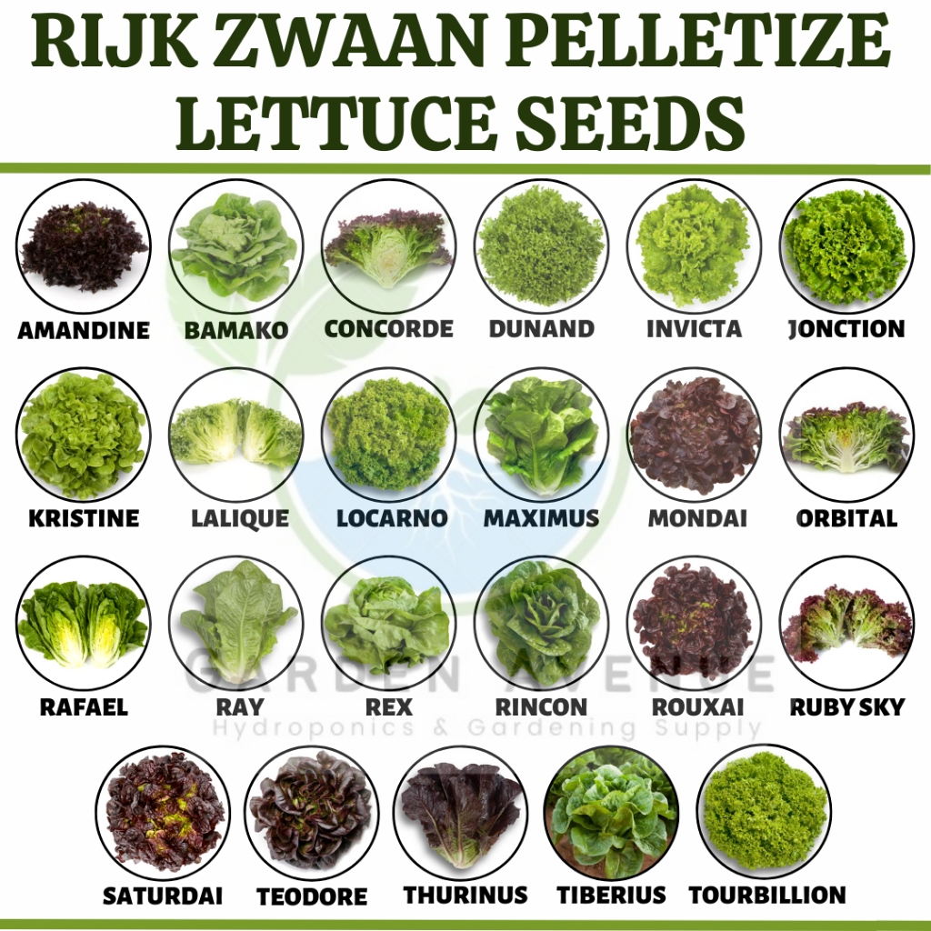 Rijk Zwaan Pelletize Lettuce Seeds Laliqueolmetieinvictaruby Skyrinconjonction Shopee 0262