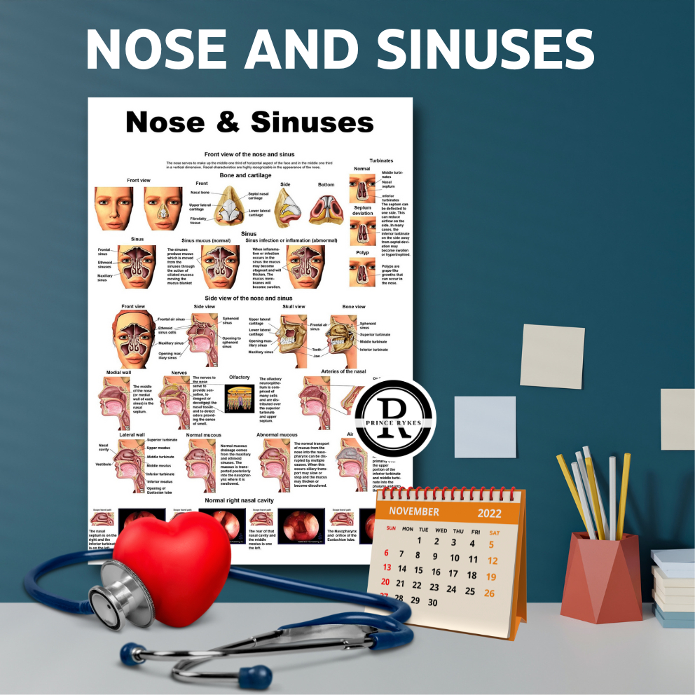Nose And Sinuses Anatomy Educational Laminated Posters Science Charts