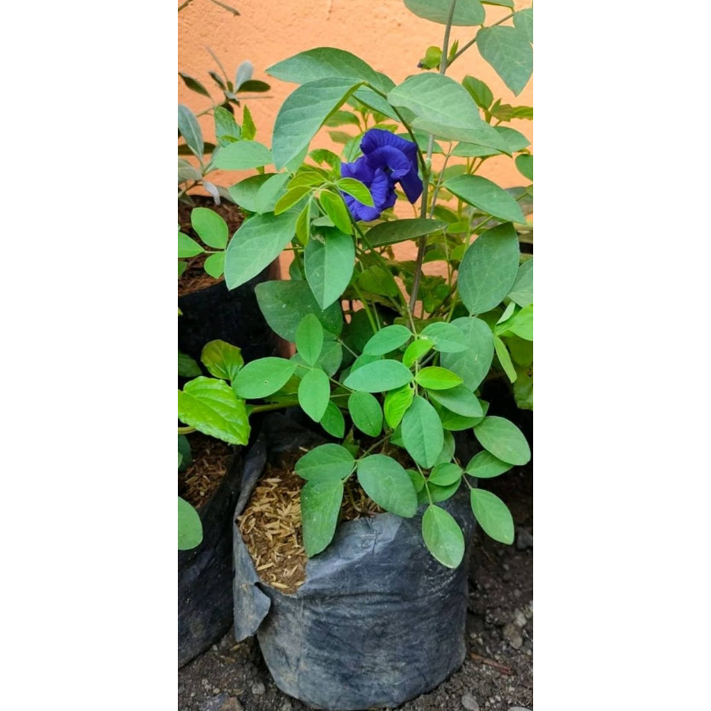 Blue Ternate Clitoria Ternatea Butterfly | Shopee Philippines