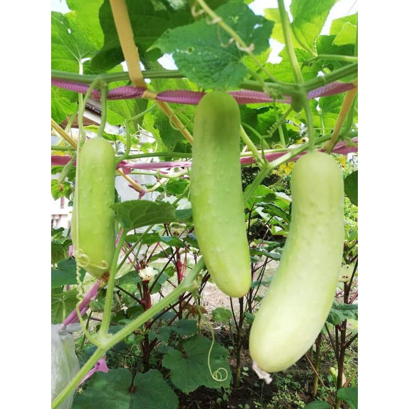 Hybrid white Cucumber Malvar F1 ..white pipino seeds for planting ...