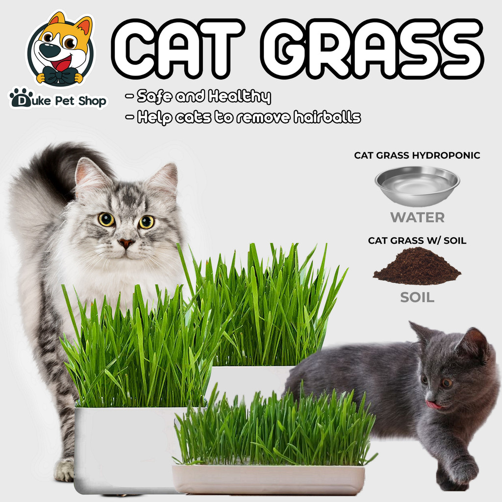 Cat Grass Seeds with Loam Soil & Pot Cat Grass Hydroponic with Tray