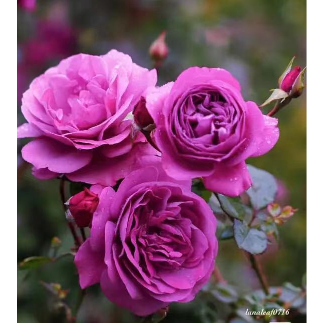 New rose rose plum color play beauty strong fragrant shrub rose purple ...