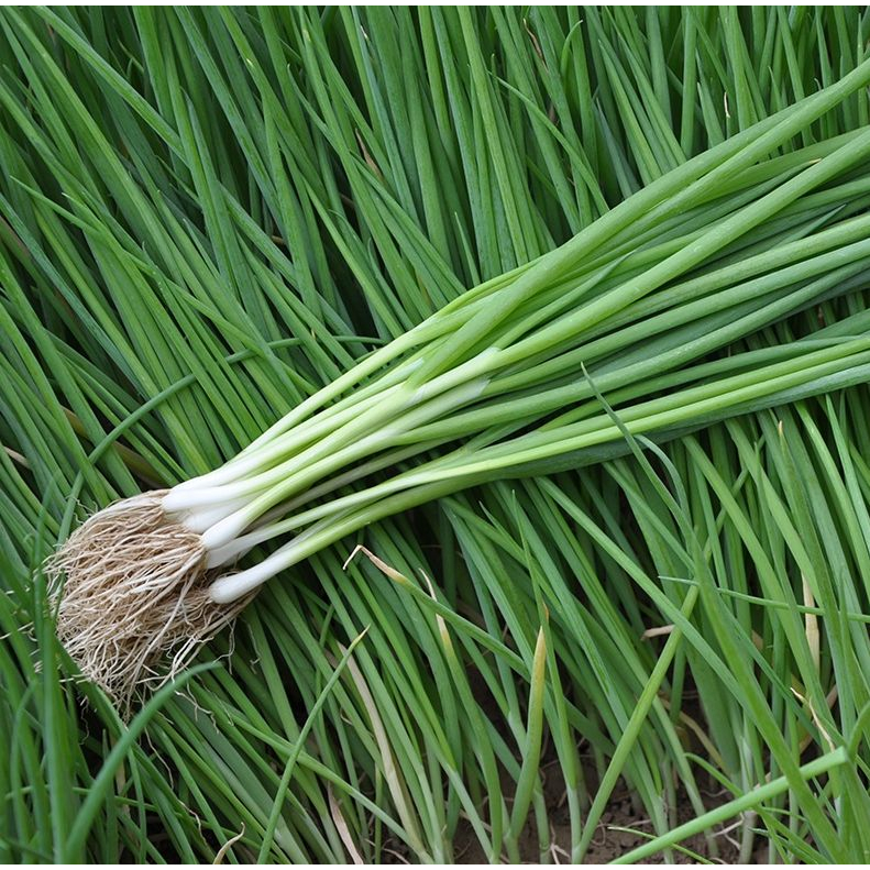 FAMILIFE (1000 Seeds) Spring Onion Seeds Vegetable Seeds/Scallion Seeds ...