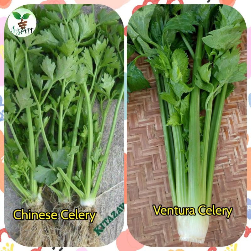 Chinese Celery/Ventura Celery Kinchay for planting (Approx 100 Seeds