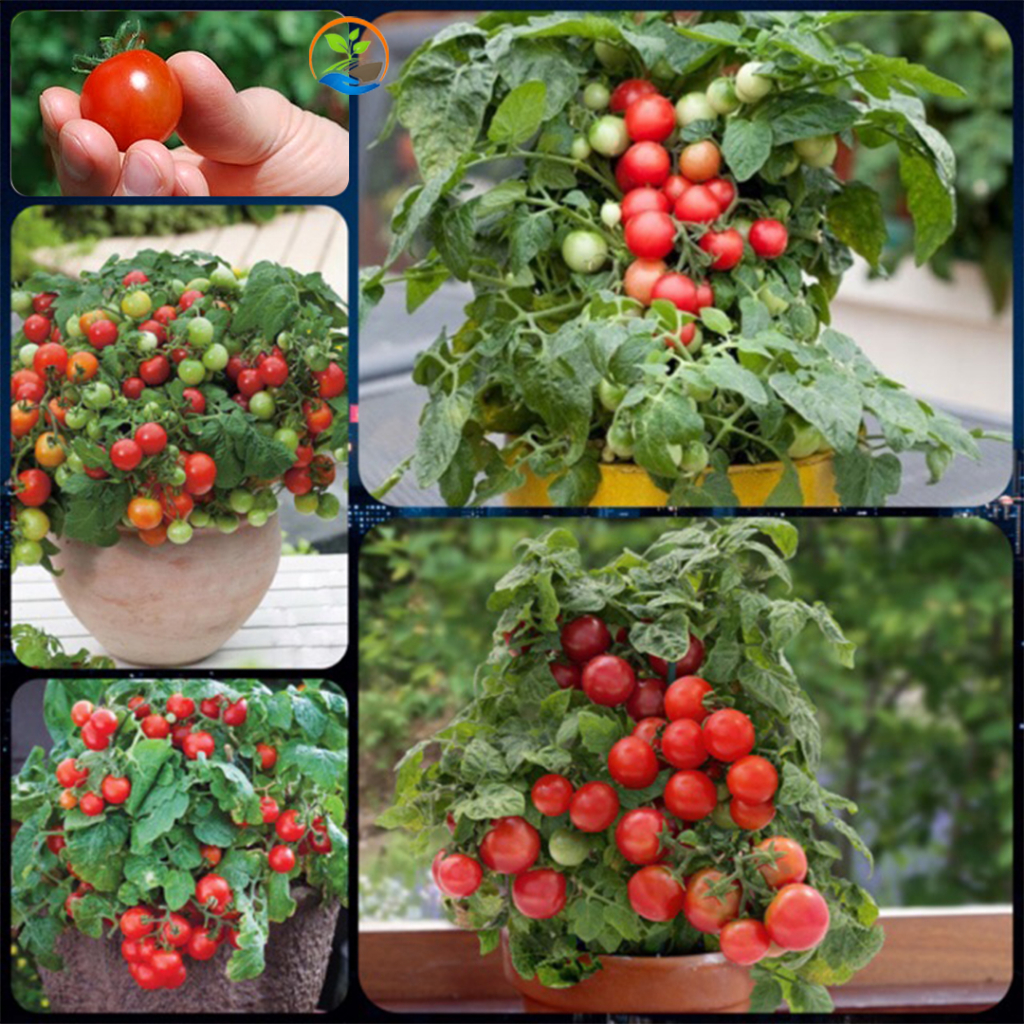 Organic 50 Dwarf Cherry Tomato Bush Seeds, Good Yield of Delicious