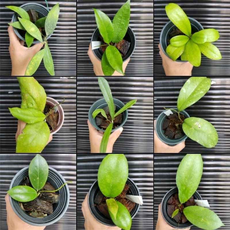 BUDGET MEAL HOYA VARIETIES (rooted cuttings; ship at your
