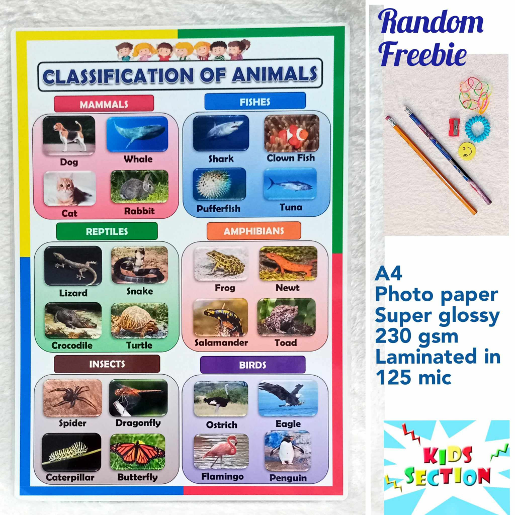 Laminated Educational Chart - Classification of Animals | Shopee