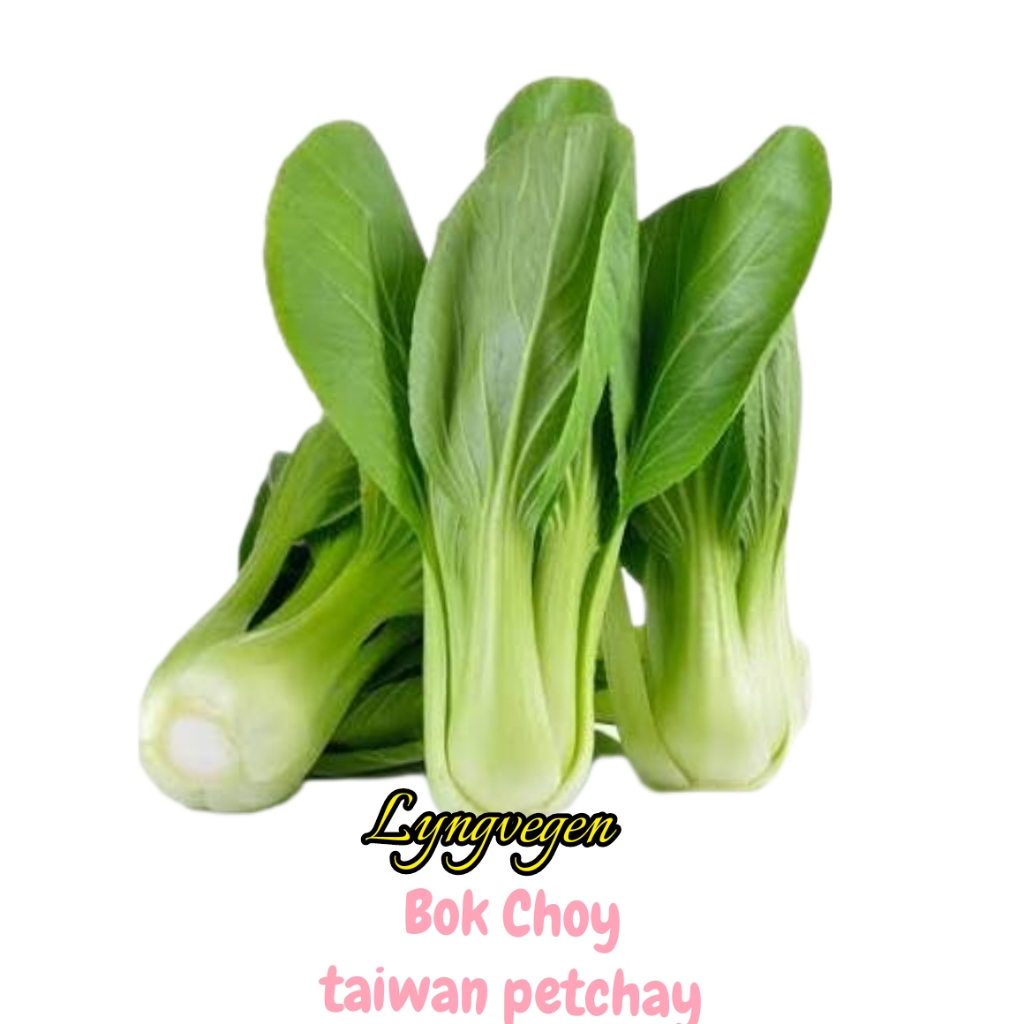 Taiwan Pechay Seeds Bok Choy Shopee Philippines