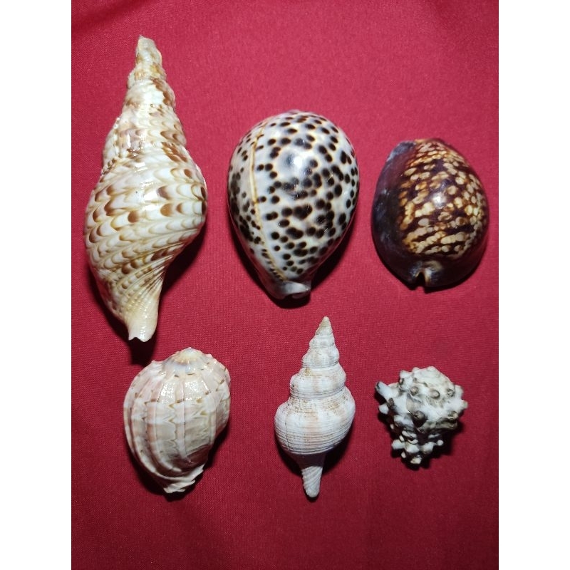 Ornamental Shells / Seashells/ aquascaping / aquarium display | Shopee ...