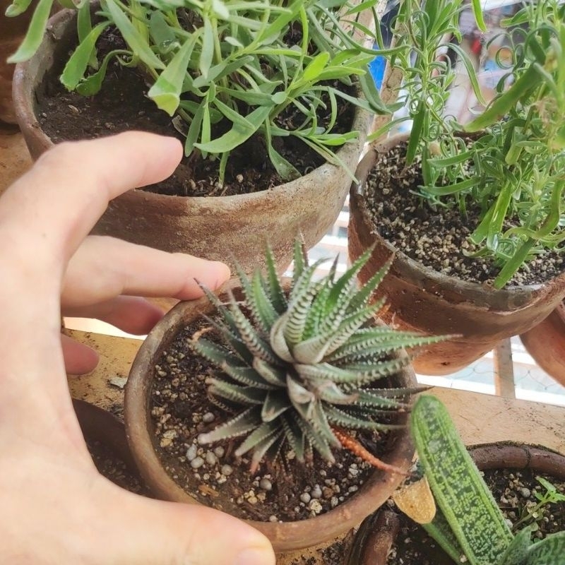 Haworthia Attenuata Laguna grown Zebra Haworthia bigger size Shopee