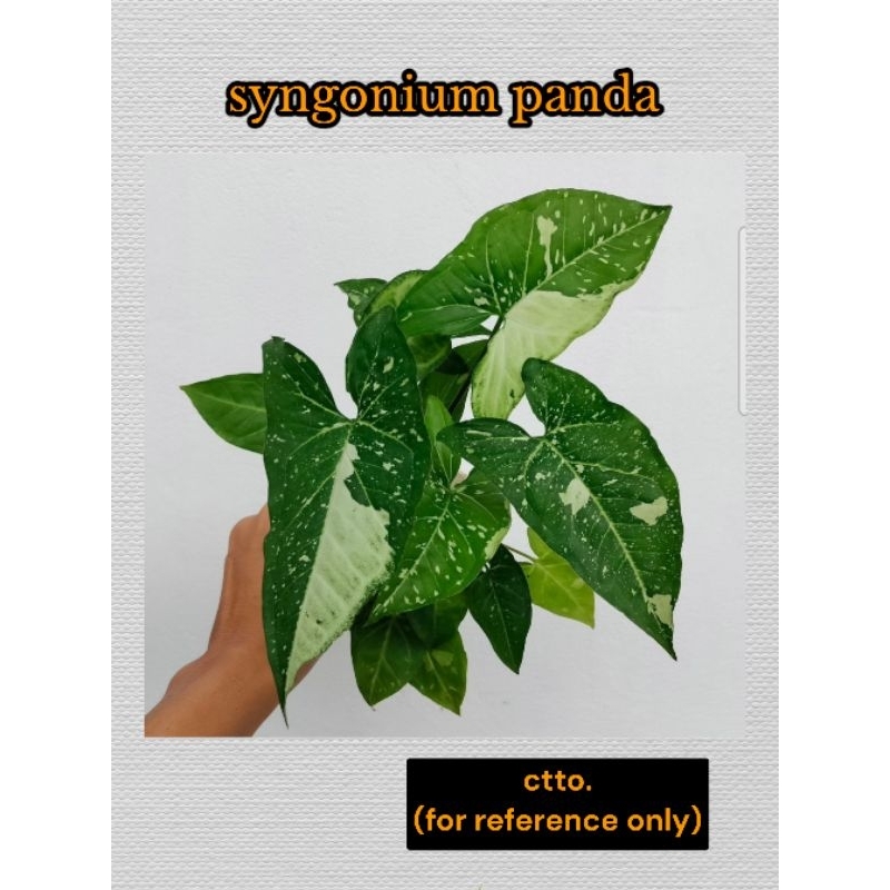 syngonium panda (please read description) | Shopee Philippines