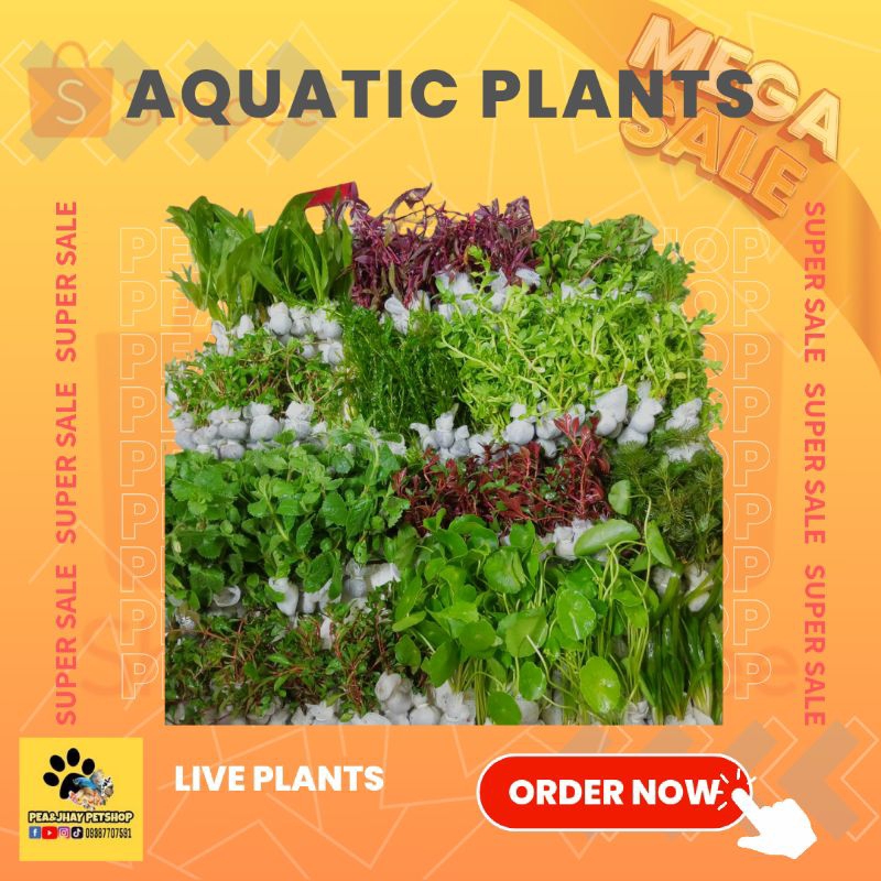 Aquatic Live Plants for Aquarium with FREEBIES COD Shopee Philippines