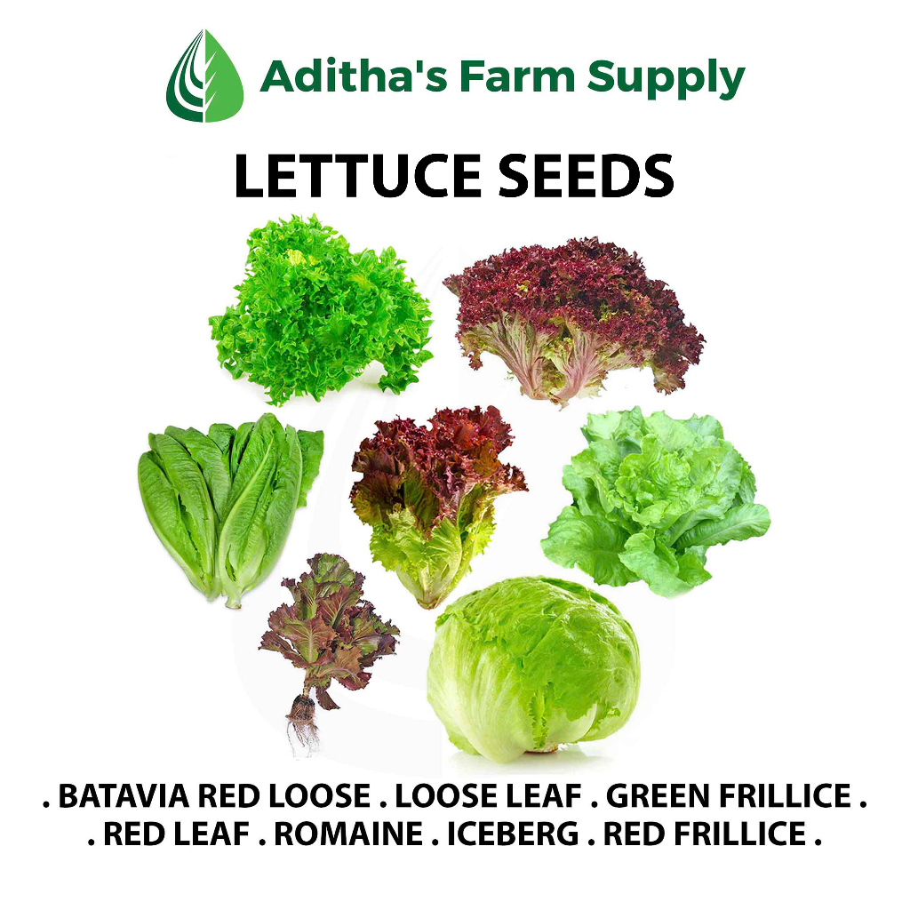AFS Lettuce Seeds Romaine, Frillice, Iceberg, Red Leaf, Loose Leaf