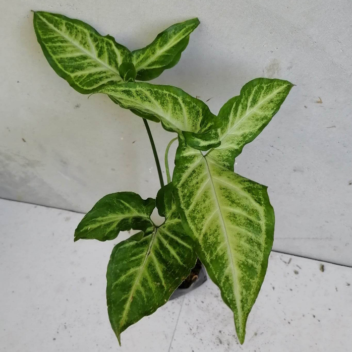 Variegated Arrowhead Plant Syngonium Podophyllum ESTABLISHED 3 