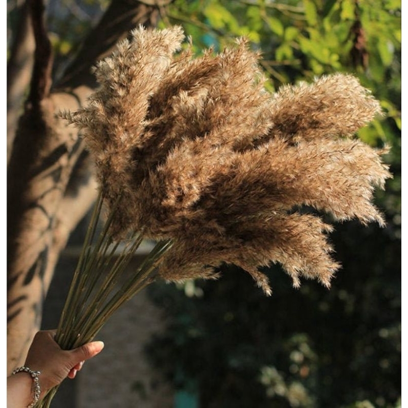 Dried Reed Local Pampas Flowers (8 stems) Gift Wedding Party Home ...