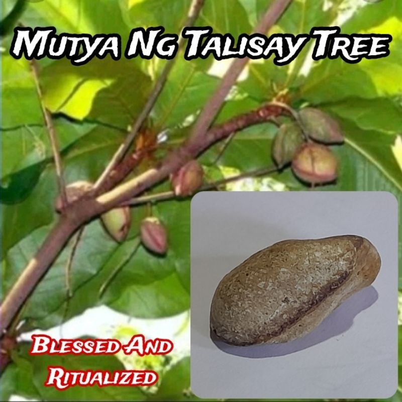 talisay tree - Best Prices and Online Promos - Jun 2026 | Shopee ...