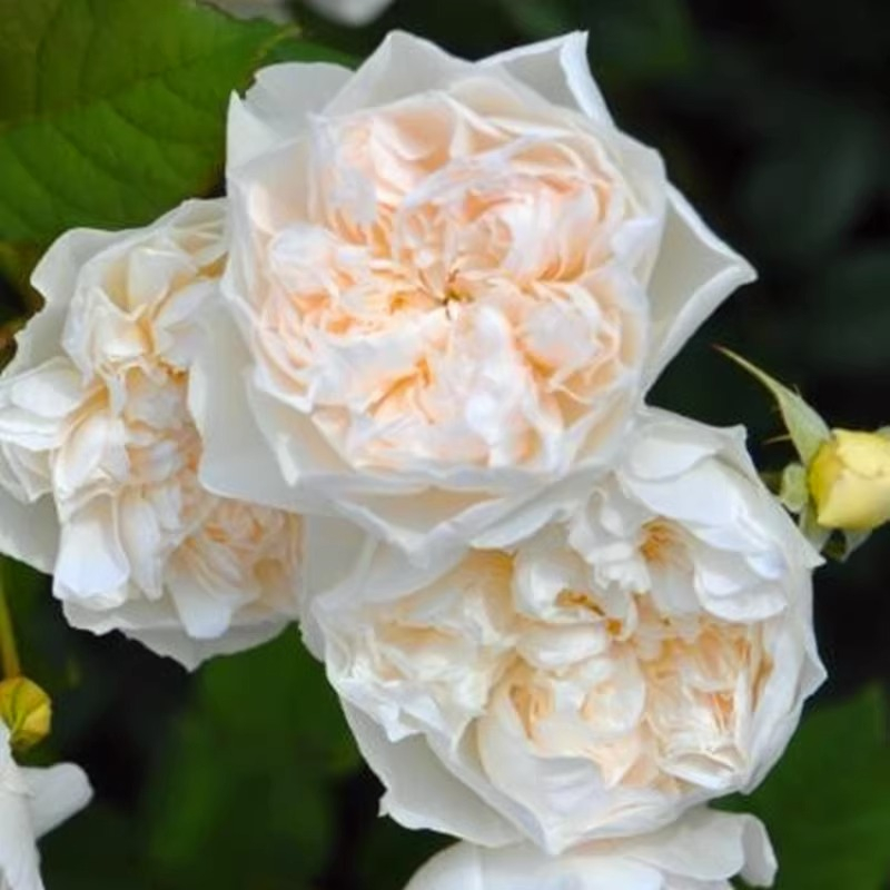 Super new product [elf queen rose flower seedlings] good disease ...