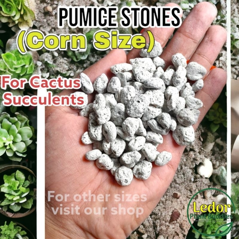 Corn size Pumice stone for plants 500 grams & 1 kilo best for