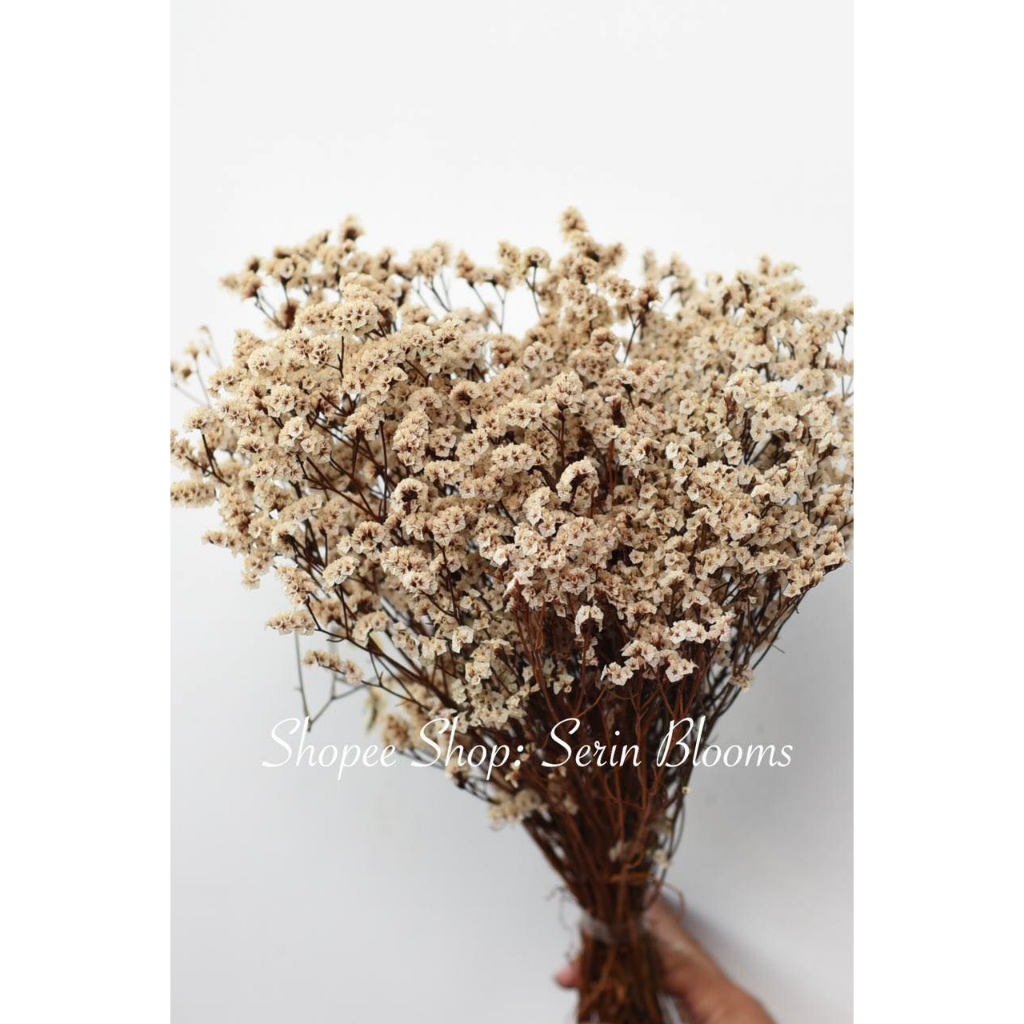 Caspia Real Dried Preserved Flowers | Shopee Philippines