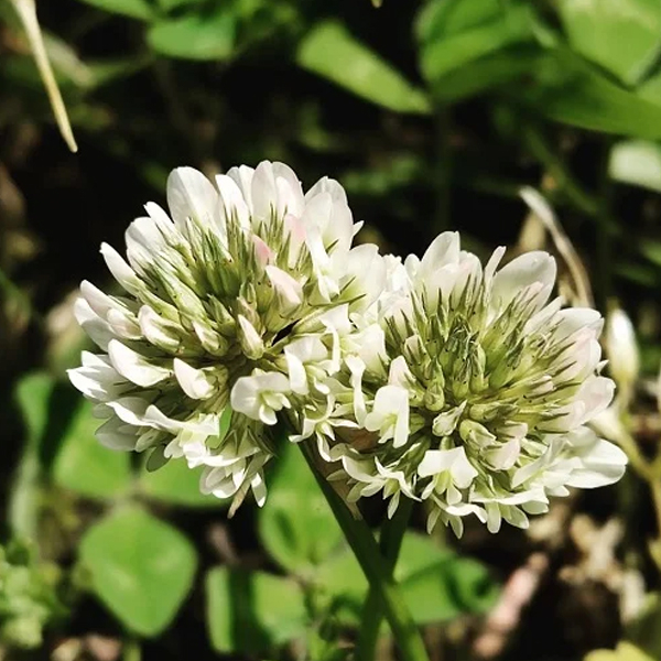 Klondike Ladino Clover - Clover Seeds White Clover Seeds Heirloom Seeds ...