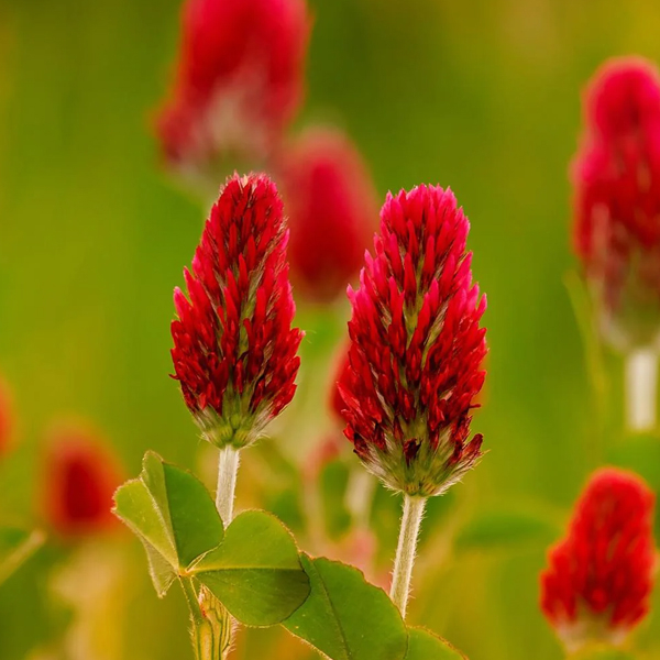Crimson Blossom Clover Seeds Red Clover Seeds Ground Cover Seeds