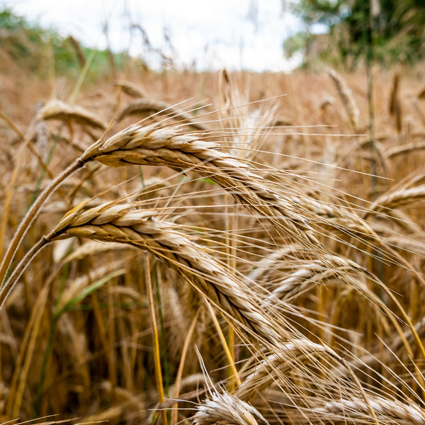 Fall Rye Seeds - Ground Cover Seeds Rare Rye Seeds - Heirloom Ground ...