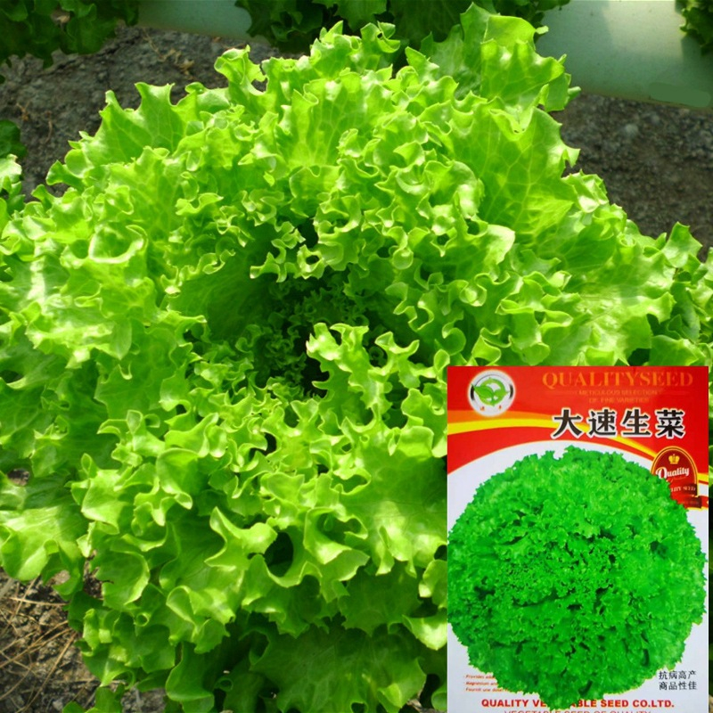Lettuce seeds four seasons sow potted balcony garden vegetable seeds sowing simple about 1000