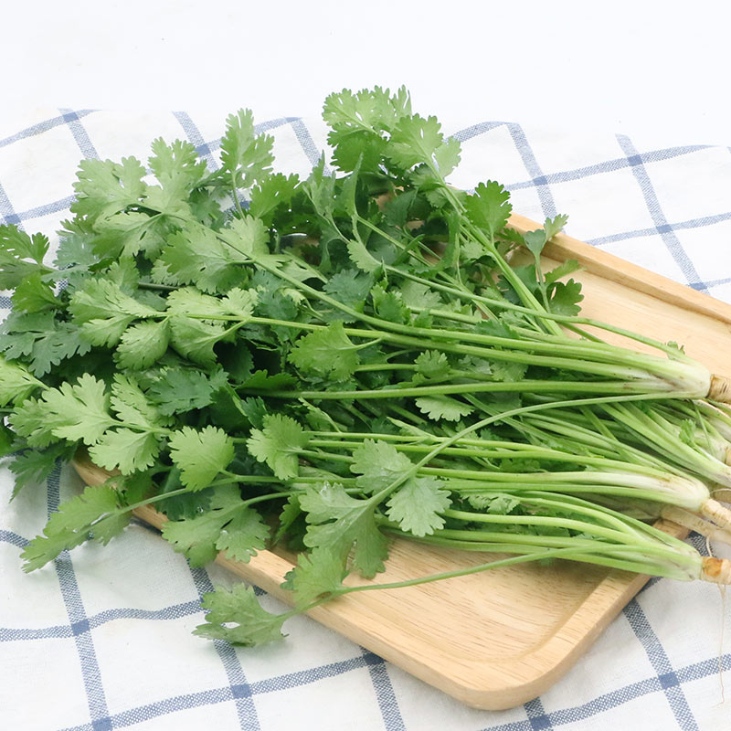 Small leaf coriander seeds four seasons sowing garden vegetable seeds