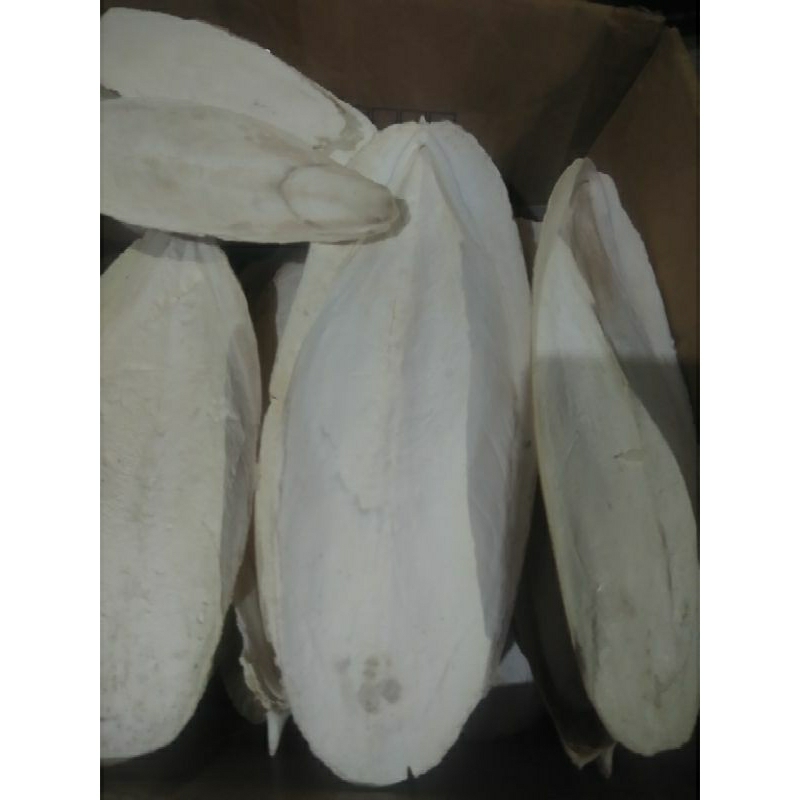 Cuttle Bones for birds ( Calcium good for breeders) | Shopee Philippines