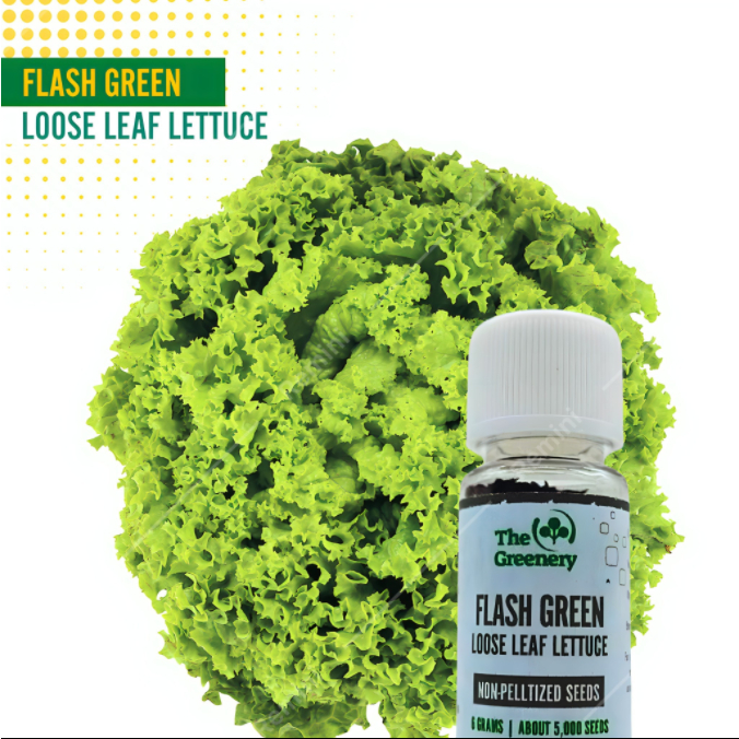 Kaneko Japan Lettuce Seeds Flash Green Shopee Philippines