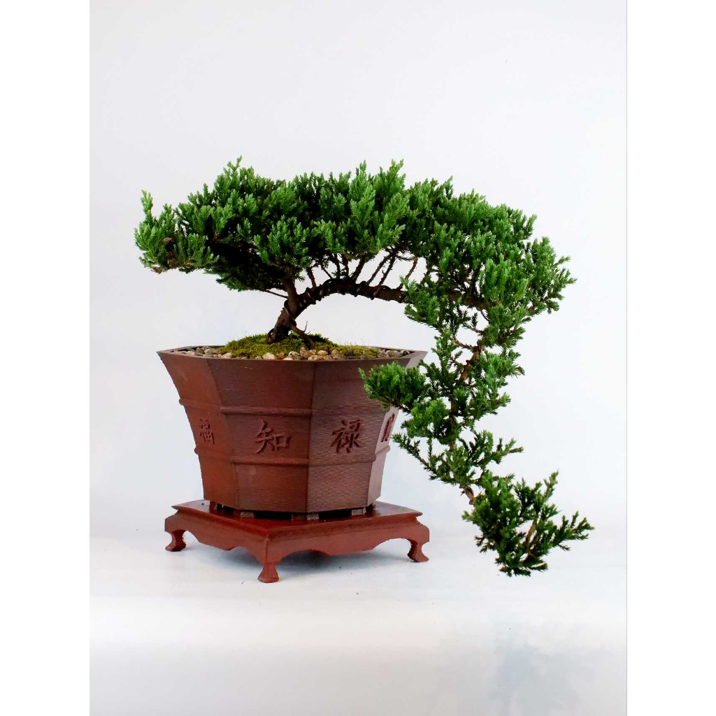 juniper cascading big live bonsai ceramic pots medium size Shopee