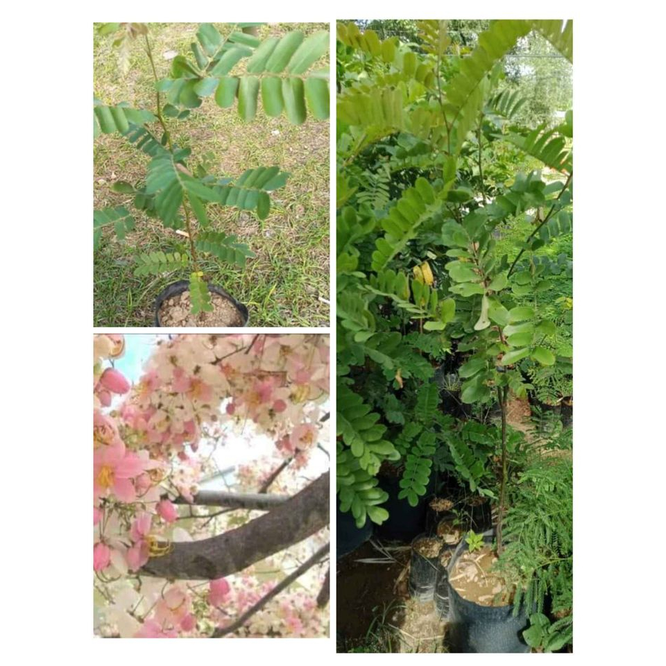 palawan cherry blossom | Shopee Philippines