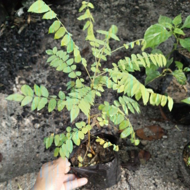 Kamias Seedlings | Peanut butter tree| Guyabano seedling | Shopee ...