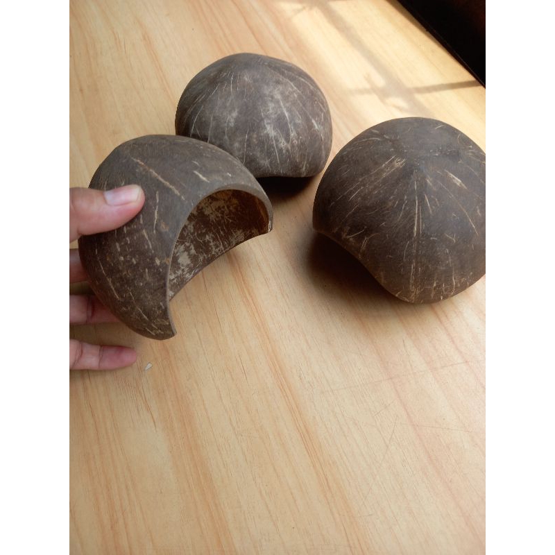 Coco Cave For Reptile and Fish/ Coconut Cave | Shopee Philippines