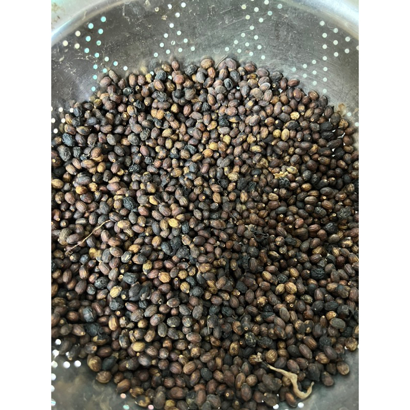 Vitex Parviflora Seeds Maulawin Mulawon Tugas Babae Molave seeds