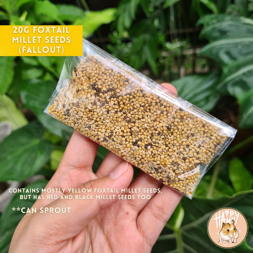 20g Foxtail Millet Seeds (fallout; can sprout) Shopee Philippines