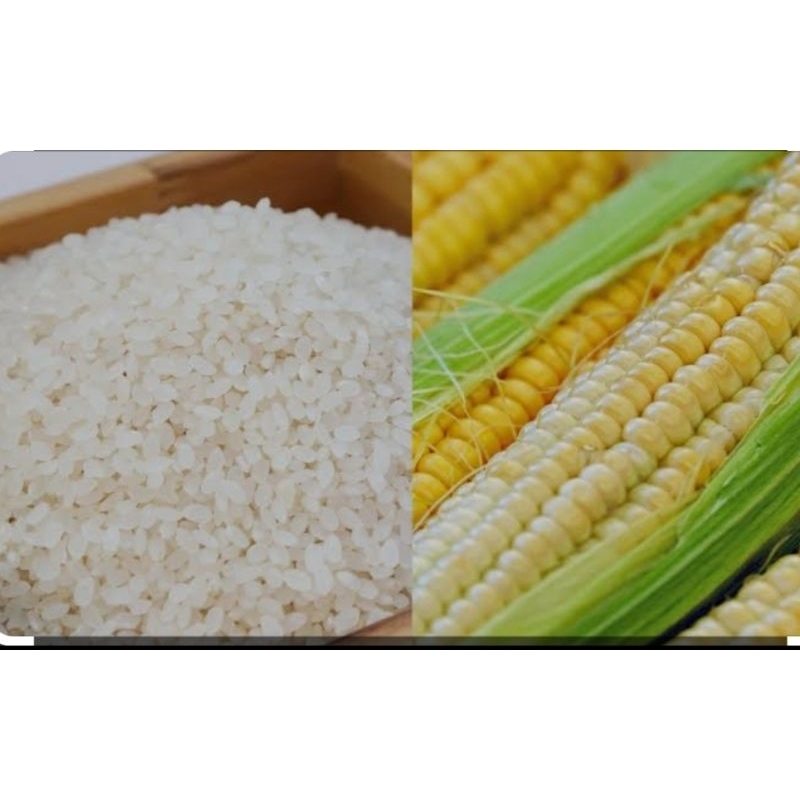 native corn rice Philippines Shopee Philippines