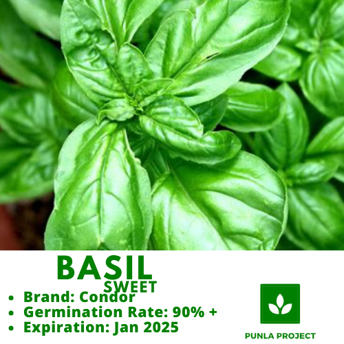 SWEET BASIL 50 seeds herbs and spices seeds gardening Shopee