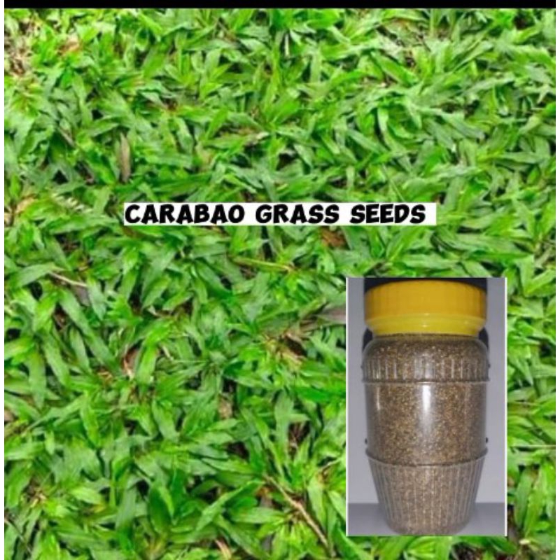 Carabao grass seeds (100150g approx.) Shopee Philippines