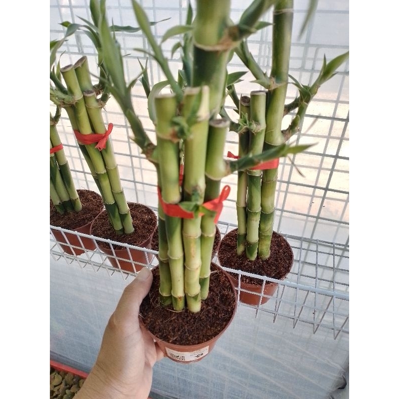 Lucky Bamboo /Fortune Plant (5 Stalks) | Shopee Philippines