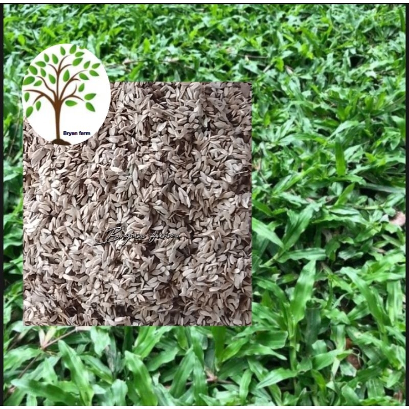 Carabao grass seeds (5001000seeds) Shopee Philippines