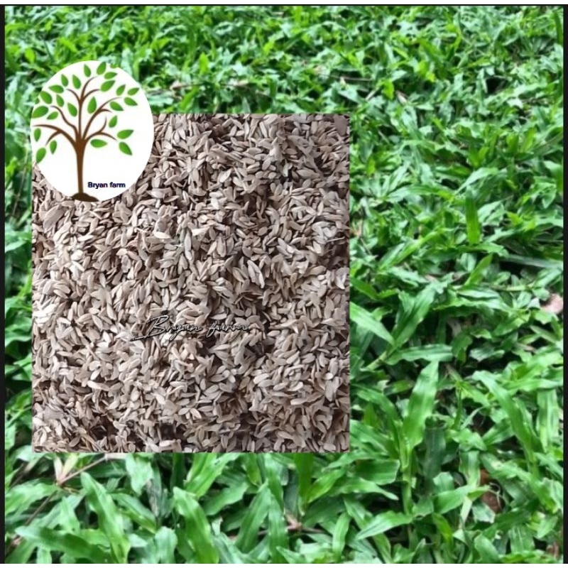 Carabao Grass Seeds 500 1000seeds Shopee Philippines