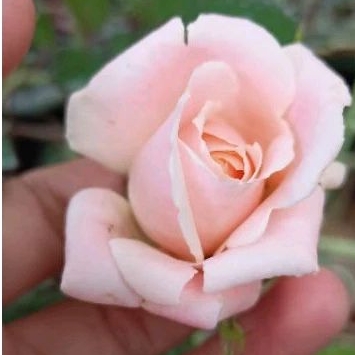 Rose H!Baby Shabetpoa Primaer5